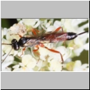 Lissonota fundator - Schlupfwespe w01d 8mm OS-Hellern Wiese det06.jpg